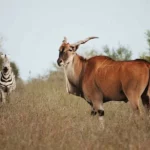 Tendrá Tamaulipas nuevo Parque Faunístico: CPBT